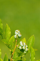The fruit of the green Canadian blueberry on the bush.