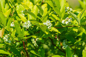 The fruit of the green Canadian blueberry on the bush.