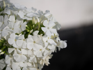 An inflorescence of white phlox flowers, a close-up picture. Beautiful white flowers.