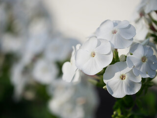 Obraz na płótnie Canvas An inflorescence of white phlox flowers, a close-up picture. Beautiful white flowers.