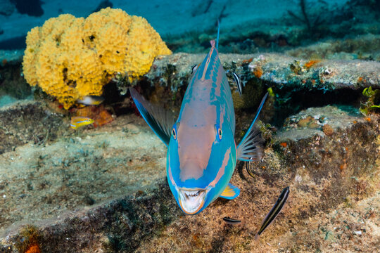 This parrotfish has been photographed almost dead straight head on and with its mouth open and fins out it loos very happy indeed. 