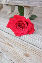 red roses on wooden table