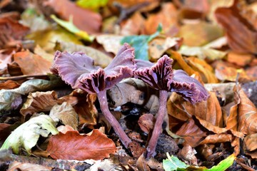 Autumn Fruiting Fungi