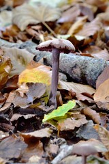 Autumn Fruiting Fungi