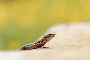 Common wall lizard Podarcis muralis sun bathing on a stone with yellow bokeh