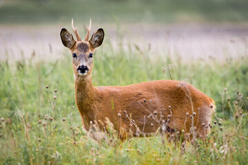 Roe Deer (Capreolus Capreolus)