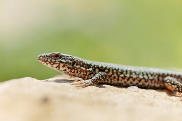 Common wall lizard Podarcis muralis sun bathing on a stone with yellow bokeh