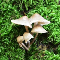 Autumn Fruiting Fungi