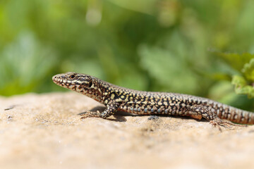 Common wall lizard Podarcis muralis sun bathing on a stone with yellow bokeh