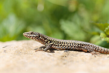 Common wall lizard Podarcis muralis sun bathing on a stone with yellow bokeh