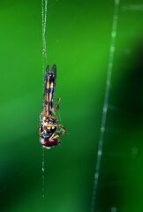 Melanostoma mellinum in a spiders web