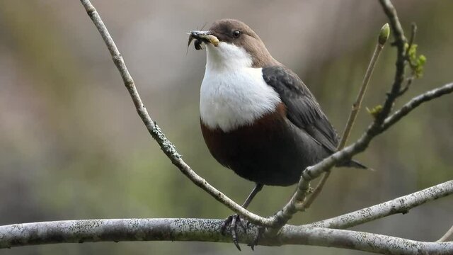 White-throated Dipper (Cinclus cinclus)