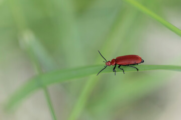 Cardinal Beetle Pyrochroa serraticornis perching on green plants