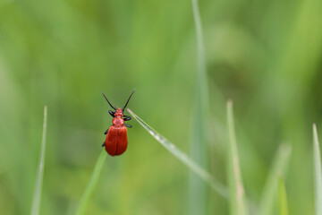 Cardinal Beetle Pyrochroa serraticornis perching on green plants