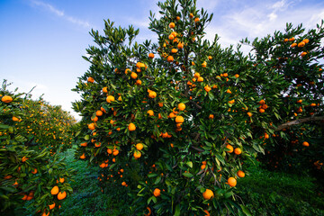 Fototapeta na wymiar Tangerines ready to be picked in cloudy sky in tangerine orchards, winter fruit