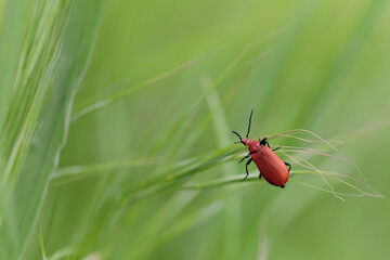 Cardinal Beetle Pyrochroa serraticornis perching on green plants