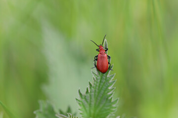 Cardinal Beetle Pyrochroa serraticornis perching on green plants