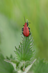 Cardinal Beetle Pyrochroa serraticornis perching on green plants