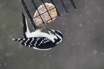 Female Hairy Woodpecker eating from suet feeder during a winter snow fall