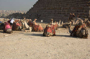 Camels in harness against the background of the Egyptian pyramids in Giza