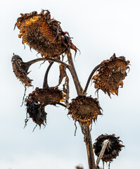 A dried up sunflower in winter