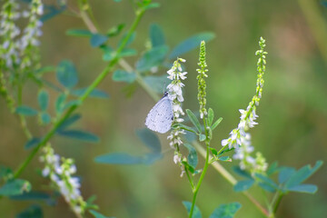 Blüte mit Schmetterling, Sommer, close