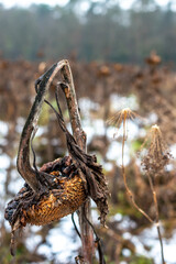 A dried up sunflower in winter