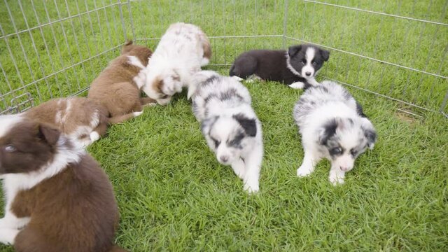 Cute little puppies look at the camera and lie on grass in an enclosure - closeup
