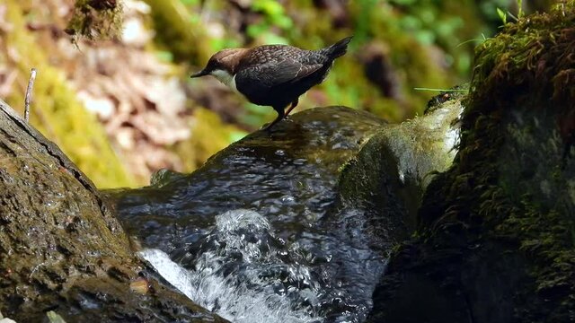 White-throated Dipper (Cinclus cinclus)