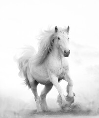 Obraz na płótnie Canvas Snow-shite shire horse running forward