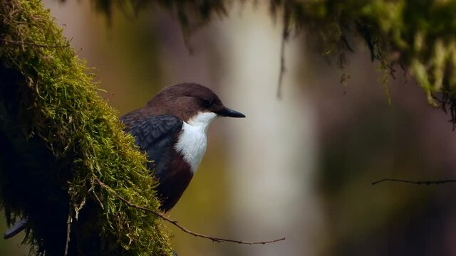 White-throated Dipper (Cinclus cinclus)