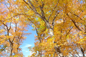 小江戸川越　伊佐沼公園の黄葉