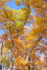 小江戸川越　伊佐沼公園の黄葉