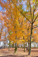 Fototapeta premium 小江戸川越 伊佐沼公園の黄葉