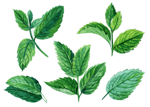 Mint Leaf Drawing Images – Browse 74,271 Stock Photos, Vectors, and Video