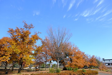  小江戸川越　川越運動公園の秋の風景
