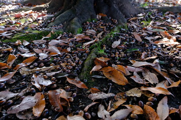  小江戸川越　川越運動公園の秋の風景
