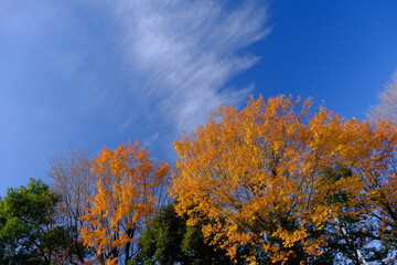 Naklejka premium 小江戸川越 川越運動公園の秋の風景