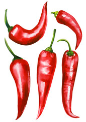 Chili pepper on isolated white background, red pepper hand drawn watercolor illustration