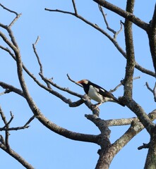 pied myna bird on dead tree branch