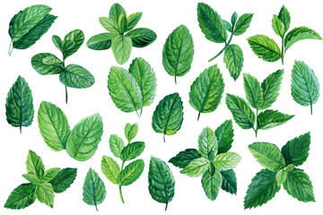 Set of mint leaves on isolated white background, watercolor illustration, peppermint and spearmint © Hanna