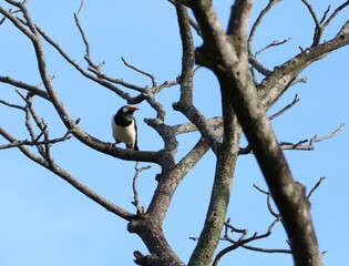 pied myna bird pearch on dead tree branch