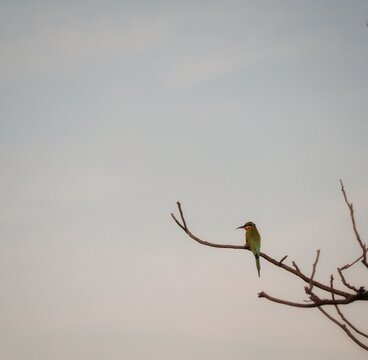 blue tail bee eater bird pearch on dead tree branch