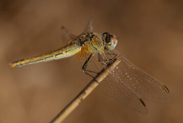 Dragonfly macro closeup vertical