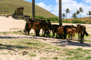 Wild horses on the beach © Marcin