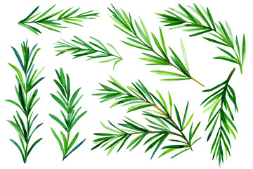 Set of watercolor rosemary branches. Watercolor greenery. Isolated white background