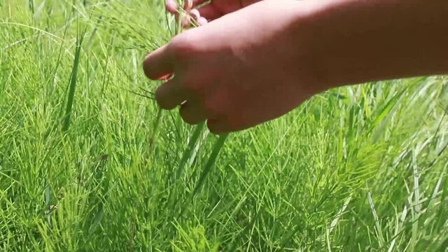 Hand pluck stems quisetum arvense, field horsetail or common horsetail in a meadow in summer among medicinal herbs in an ecologically clean region.