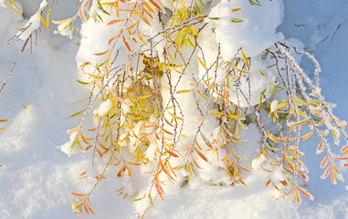 Winterlandschaft    branches covered with the first snow 