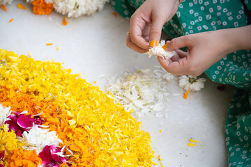 young indian woman's hands tearing jasmine flowers so the petals can be used for decoration,...