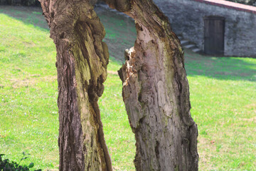 Tree bark split into two parts